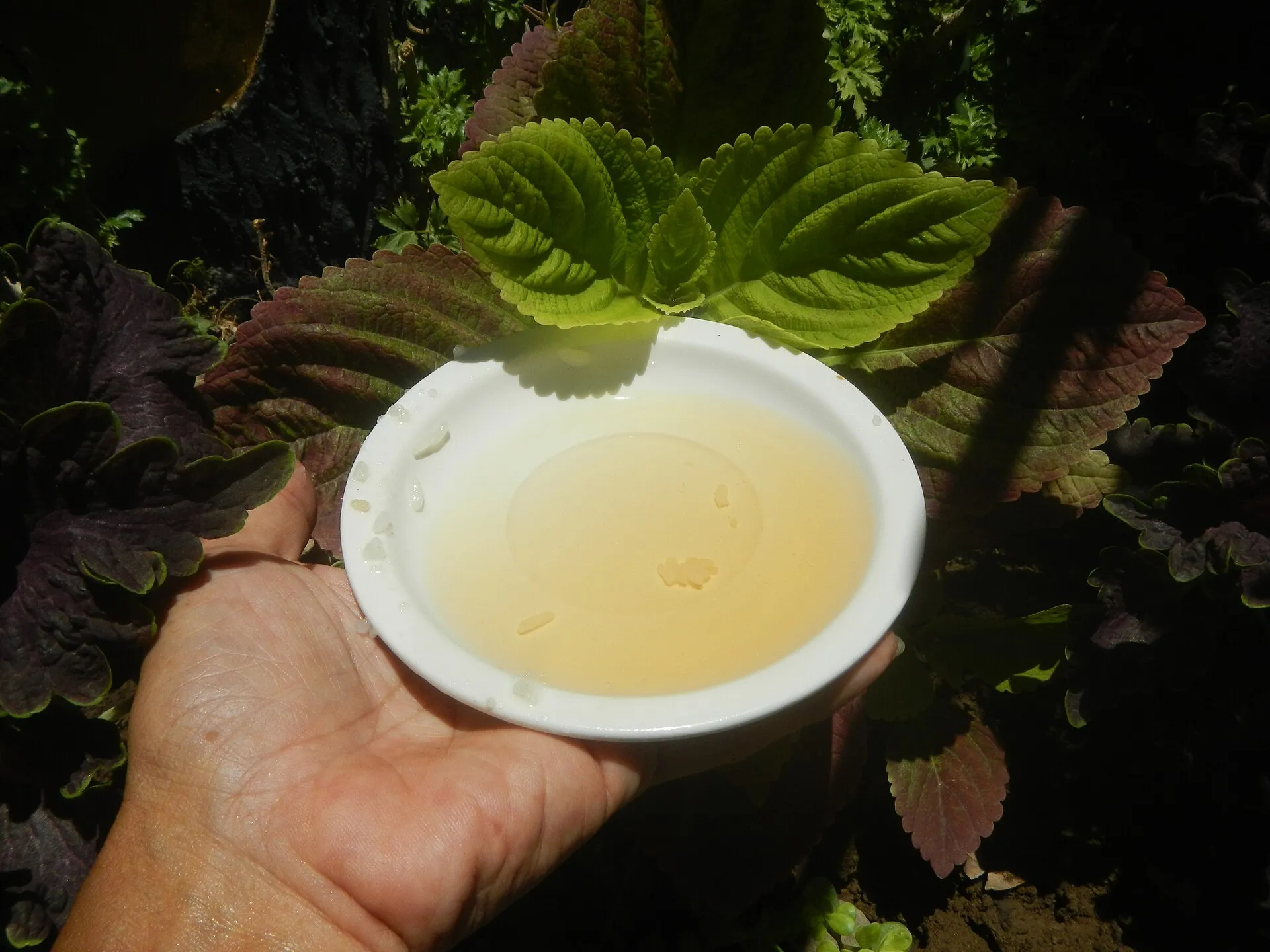 Une bouteille de vinaigre de cidre, l'ingrédient du piège maison le plus efficace