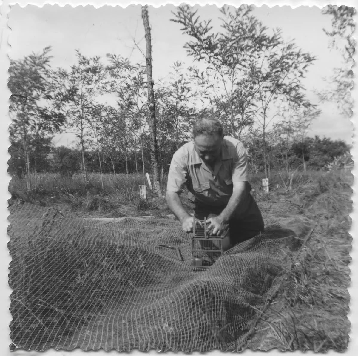 Un chasseur et son chien lors d'une chasse à l'ortolan, en 1962