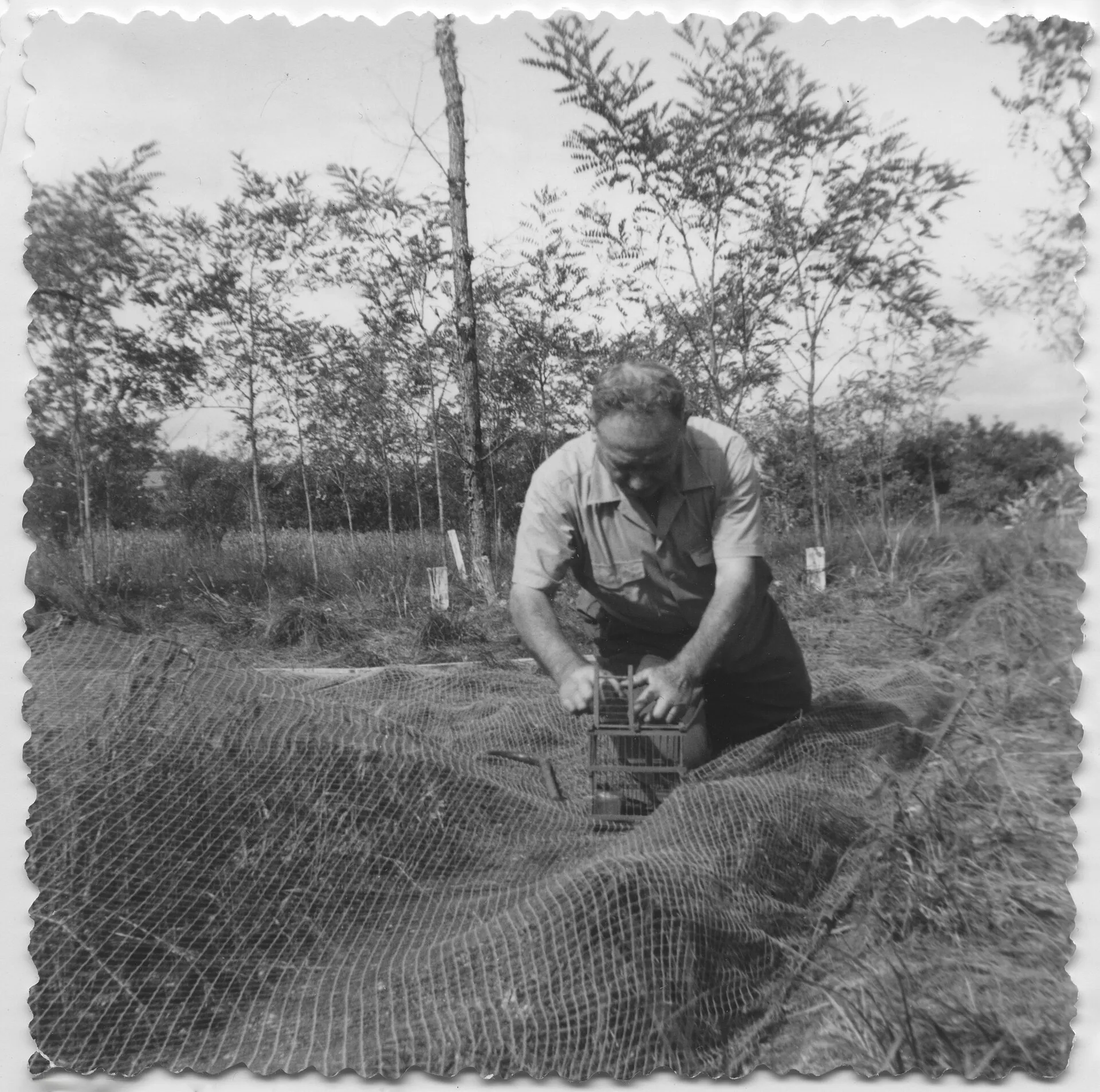 Un chasseur et son chien lors d'une chasse à l'ortolan, en 1962