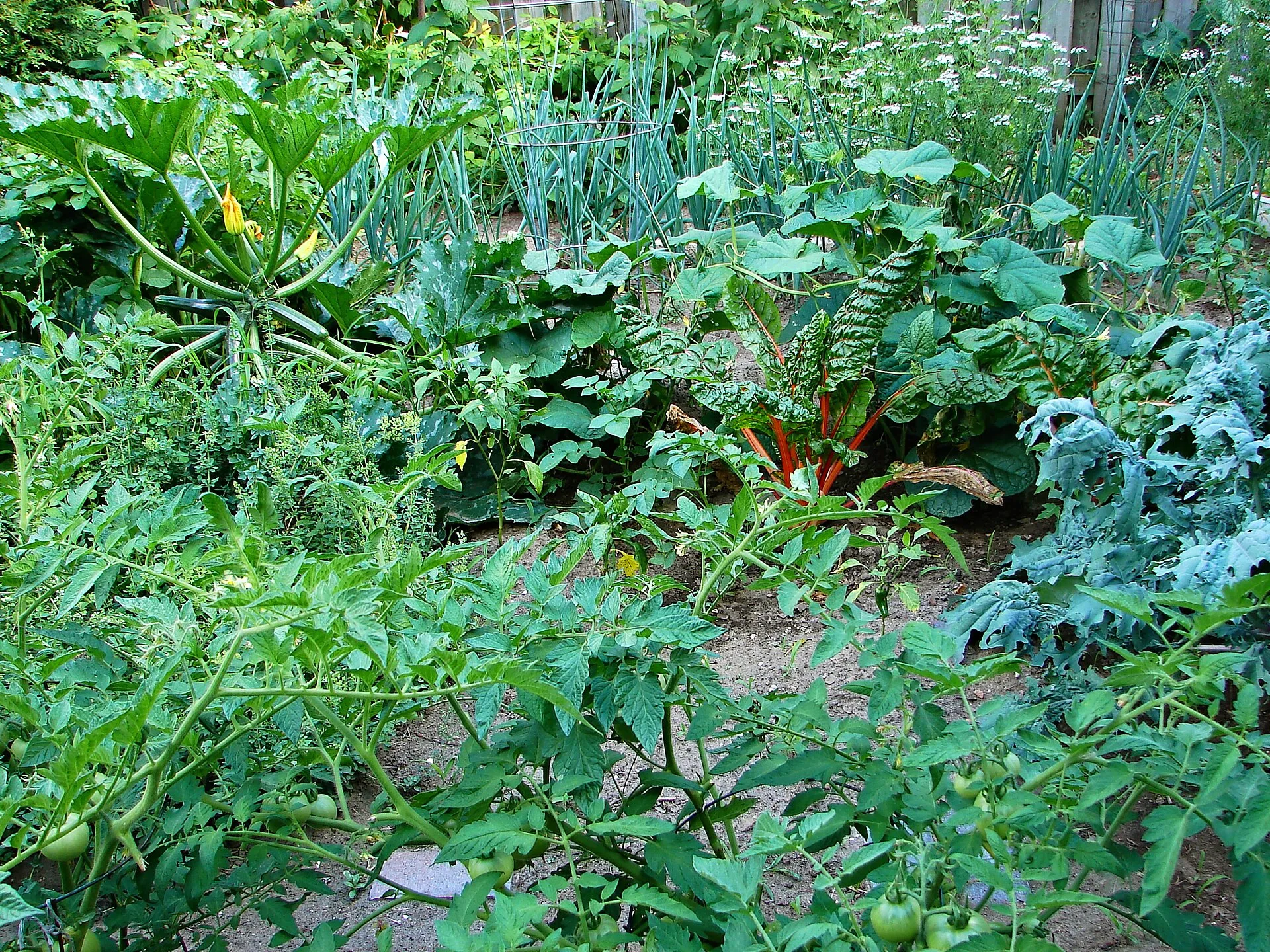 Un potager en pleine production, entre rangs de légumes